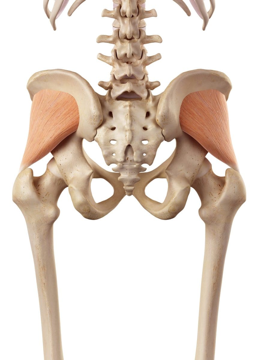 Medical,Accurate,Illustration,Of,The,Gluteus,Minimus - Studio Pilates